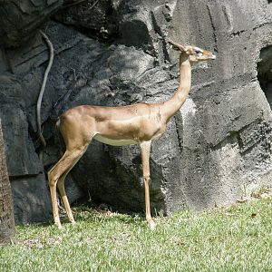 gerenuk