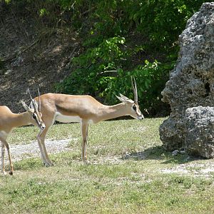 grants gazelle