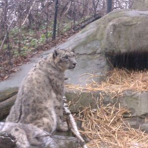 Snow Leopard