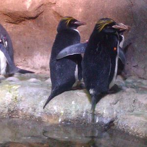 Macaroni Penguin