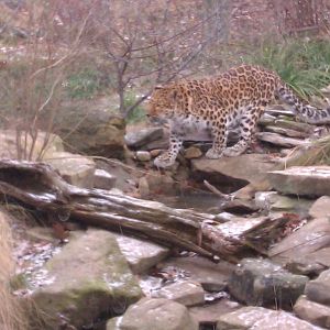 Amur Leopard