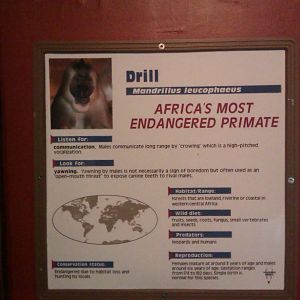 Drill Monkey Sign