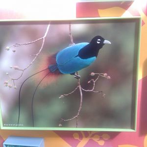 Picture of the Blue Bird-of-Paradise in the Mcneil Avian center