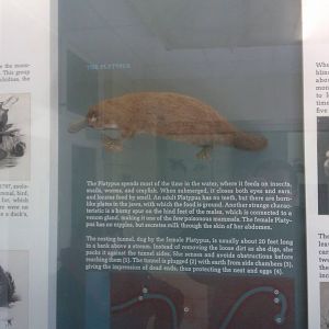 Platypus-Small Mammal House