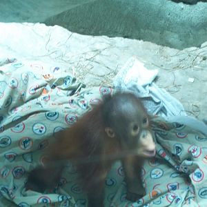 Baby Orangutan