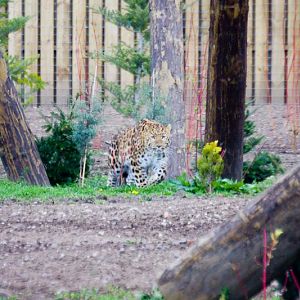 Amur leopard (Dimitri)