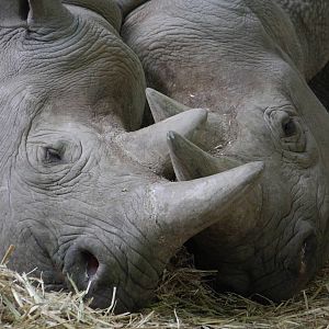Eastern black rhinoceros