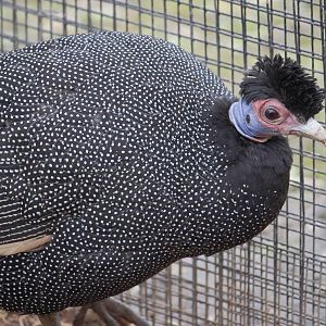 Kenya crested guineafowl