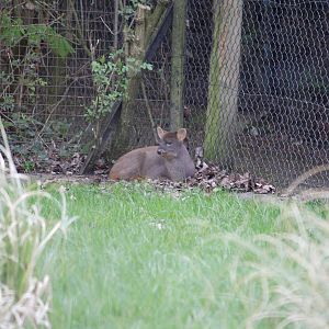 Southern pudu