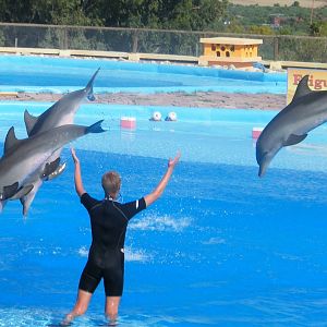 Dolphin Show