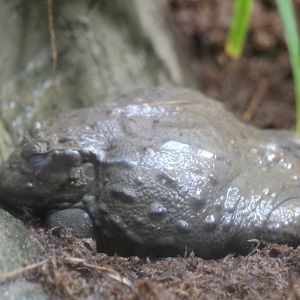 African Bullfrog