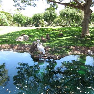 African Savanna view