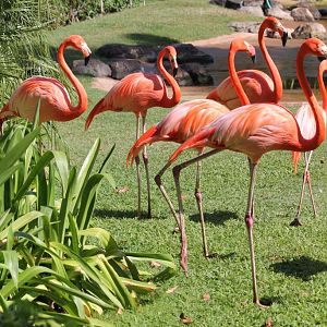 American Flamingos