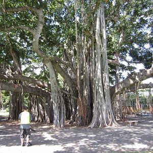 Banyan Tree