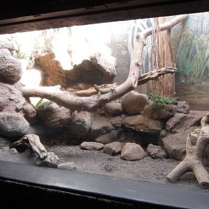 Australian Lizard exhibit