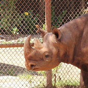 Black Rhino
