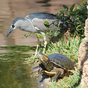 Black-crowned Night Heron (wild)