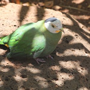 Black-naped Fruit Dove male