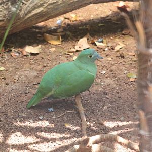 Black-naped Fruit Dove female