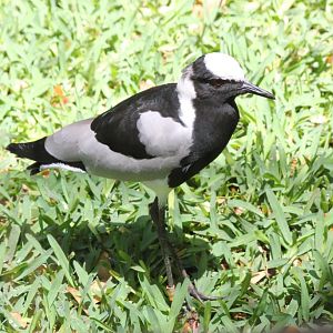 Blacksmith Plover