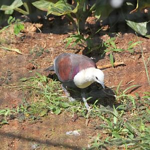 Buff-headed Ground Dove male
