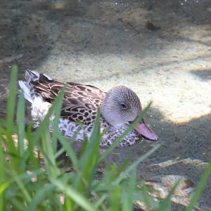Cape Teal