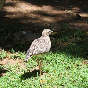 Cape Thick-knee