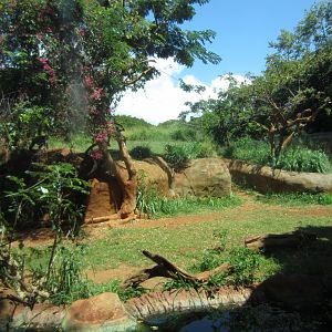 Part of the Chimp enclosure