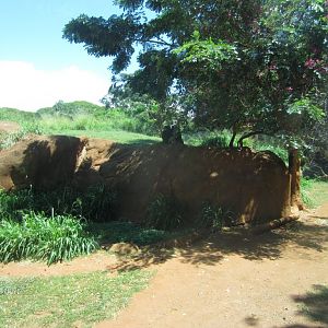 Part of the Chimp enclosure