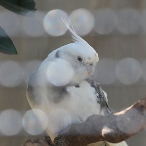 Cockatiel (white-face)