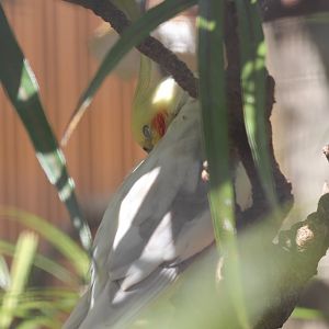 Cockatiel (cinnamon)