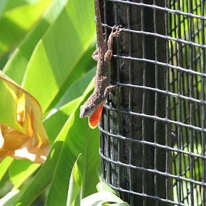 Cuban Anole (wild)