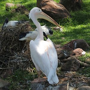 Eastern White Pelican