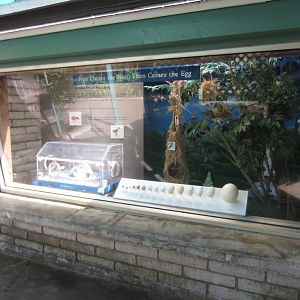 Egg and Nest Display