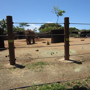 Elephant exhibit