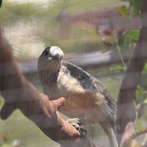 Fawn-breasted Bowerbird