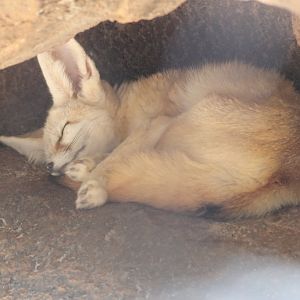 Fennec