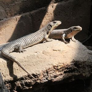 Giant Plated Lizards