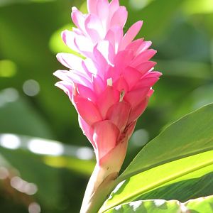 Ginger flower spike