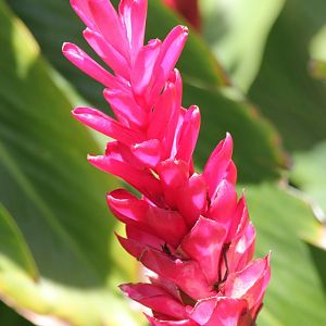 Ginger flower spike