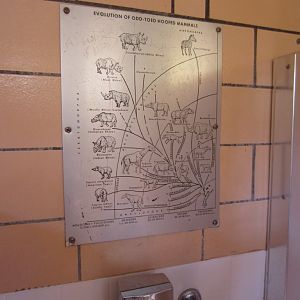 Graphic in the male toilets