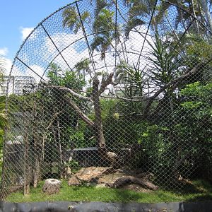 Hawaiian Owl aviary