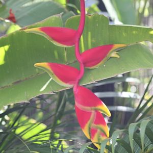 Heliconia flower