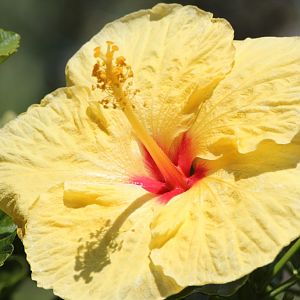 Hibiscus