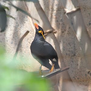 Hill Myna