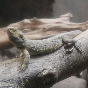 Inland Bearded Dragon