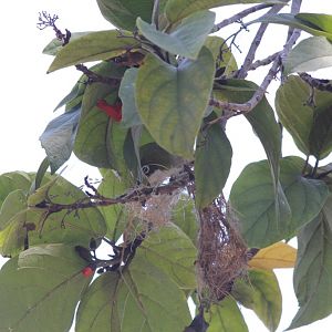 Japanese White-eye (wild) building a nest