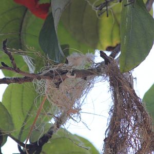 Japanese White-eye nest