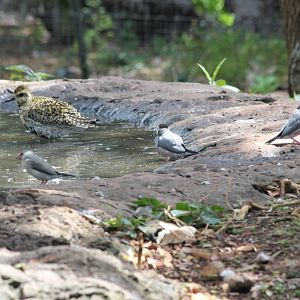 Pacific Golden Plover female and Java Sparrows (wild)