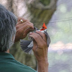 Removing a Red-crested Cardinal from a mistnet